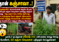 கிருஷ்ணகிரியில் அதிர்ச்சி சம்பவம்: வீட்டின் பின்புறம் கஞ்சா செடிகள் வளர்த்தவர் கைது – “எனக்கு தெரியாது” என விநோத விளக்கம்